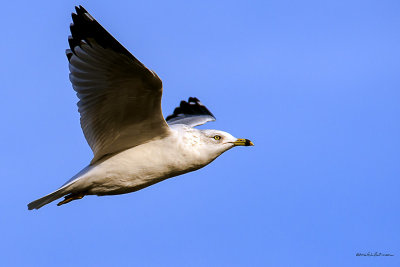 Capture of a Ring-Billed Gull in flight.
An image may be purchased at http://edward-peterson.artistwebsites.com/featured/ring-billed-gull-in-flight-edward-peterson.html