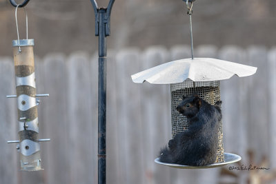 My first black squirrel in the feeding area.