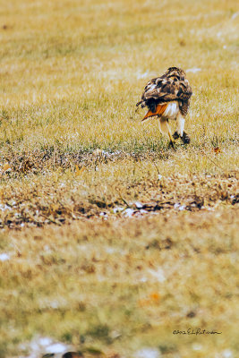 I was photographing the Red Tail Hawk on a light pole when he flew down to this open business lot and captured his breakfast.
An image may be purchased at http://edward-peterson.artistwebsites.com/featured/red-tail-hawk-with-a-catch-edward-peterson.html