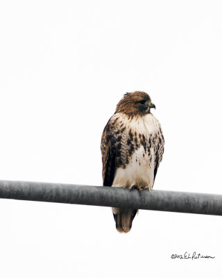 In the middle of an industrial park I saw this guy setting on a light pole watching an open lot. I saw half dozen different hawks perched like this during the morning.
An image may be purchased at http://edward-peterson.artistwebsites.com/featured/red-tail-hawk-on-light-pole-edward-peterson.html