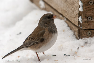 Oregon Junco picking up seeds for a winter meal.
An image may be purchased at http://edward-peterson.artistwebsites.com/featured/oregon-junco-feeding-edward-peterson.html