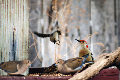 A Red-bellied Woodpecker partaking of some seeds with friends.
An image may be purchased at http://edward-peterson.artistwebsites.com/featured/red-bellied-woodpecker-and-friends-edward-peterson.html