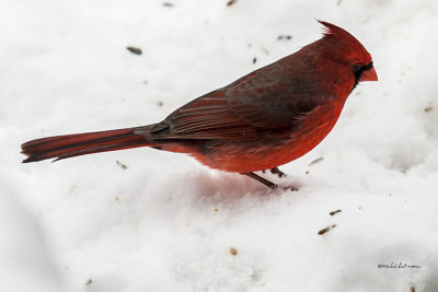 Found this guy cleaning up fallen seeds on the ground up real close to me.
An image may be purchased at http://edward-peterson.artistwebsites.com/featured/snow-cardinal-edward-peterson.html