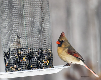 Lots of activity at the feeders and this lovely female Northern Cardinal showed up.
An image may be purchased at http://edward-peterson.artistwebsites.com/featured/female-cardinal-winter-feed-edward-peterson.html