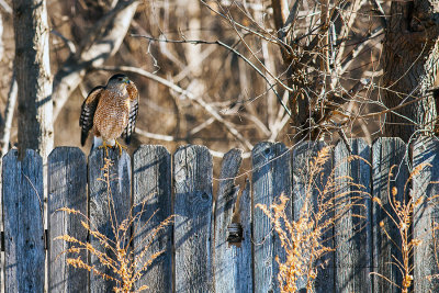 This Cooper Hawk landed on the fence and all the other birds took off so he is ready to leave also.
An image may be purchased at http://edward-peterson.artistwebsites.com/featured/cooper-hawk-taking-flight-edward-peterson.html