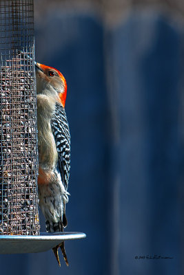 They really stand out when the sun hits them. Their red head just lights up.
An image may be purchased at http://edward-peterson.artistwebsites.com/featured/red-bellied-woodpecker-feeding-edward-peterson.html