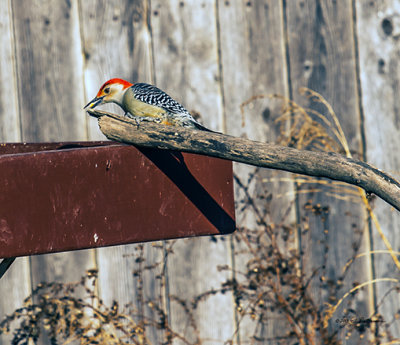 They don't stay long at the feeders but this one has a mouthful of corn.
An image may be purchased at http://edward-peterson.artistwebsites.com/featured/1-red-bellied-woodpecker-feeding-edward-peterson.html