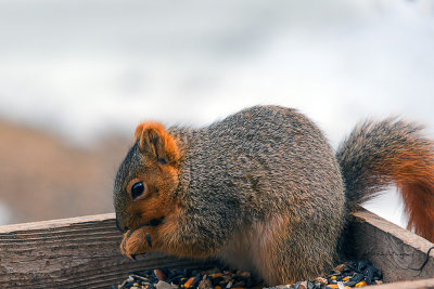 I don't know why I take so many pictures of squirrels except that I spend so much time watching them. This guy was up close.
An image may be purchased at http://edward-peterson.artistwebsites.com/featured/a-natural-clown-edward-peterson.html
