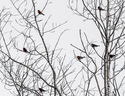 It is a sure sign that spring is coming when you spot a number of Robins in a tree.
An image may be purchased at http://edward-peterson.artistwebsites.com/featured/spring-a-coming-edward-peterson.html