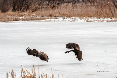 Spring is around the corner when the Canada Geese are fighting over territory. There is a lot of action on the ice.
An image may be purchased at http://edward-peterson.artistwebsites.com/featured/courting-season-edward-peterson.html#