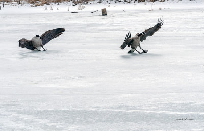 After a brief chase flight these guys try to land on the ice. It is fun to watch.
An image may be purchased at http://edward-peterson.artistwebsites.com/featured/fly-and-slide-edward-peterson.html