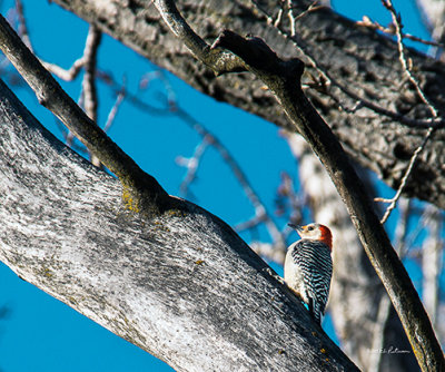 There were two Red-bellied woodpeckers jumping around but wait as I may, they wouldn't come together for a photo.
An image may be purchased at http://edward-peterson.artistwebsites.com/featured/1-red-bellied-woodpecker-edward-peterson.html