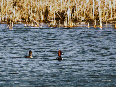 There are a lot more Redhead ducks this year at Heron Heaven and they are pairing up for the mating season.
An image may be purchased at http://edward-peterson.artistwebsites.com/featured/redhead-edward-peterson.html