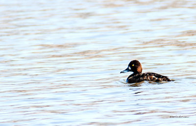There are several Lesser Scaup ducks this year than in years past at Heron Haven.
An image may be purchased at http://fineartamerica.com/featured/lesser-scaup-edward-peterson.html?newartwork=true