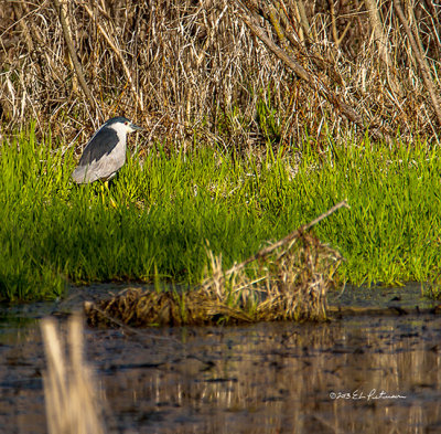 It has been awhile since I have spied one of these guys. He spent a lot of time just setting before he walked off.
An image may be purchased at http://edward-peterson.artistwebsites.com/featured/black-crowned-night-heron-edward-peterson.html