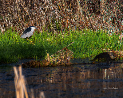 Finally he decides to move and then he was gone into the brush.
An image may be purchased at http://edward-peterson.artistwebsites.com/featured/black-crowned-night-heron-walking-edward-peterson.html