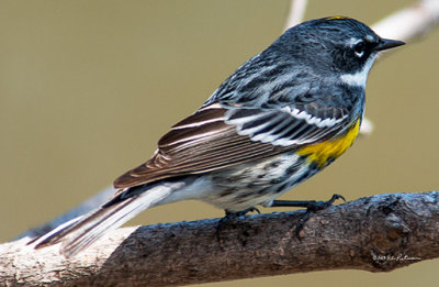 Spotted a Yellow-Rumped Warbler at Heron Haven.
An image may be purchased at http://fineartamerica.com/featured/yellow-rumped-warbler-edward-peterson.html?newartwork=true