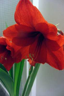 moms_photos_011613