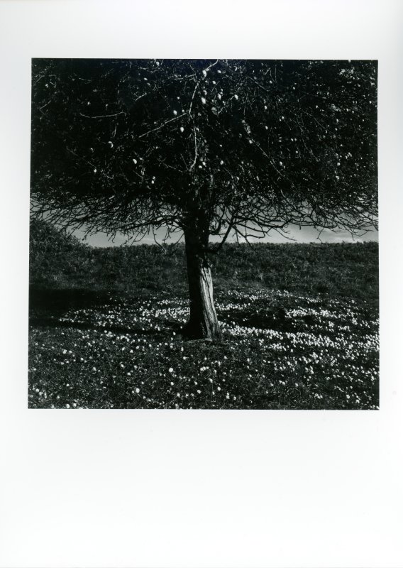 L'abre d'Adam 