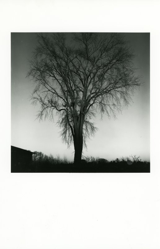 Arbre / Canada