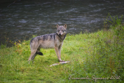 Fish Creek: wolf