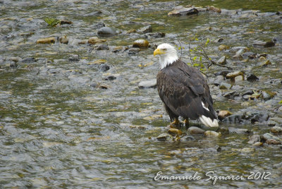 Fish Creek: bald eagle