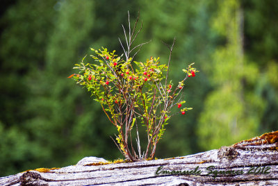 Cathedral Grove