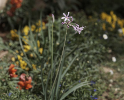 jerusalem_flowers_march_2013