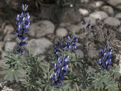 P3160420.jpg