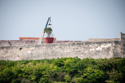 Big Tree Moving Havana, Cuba - May 2012