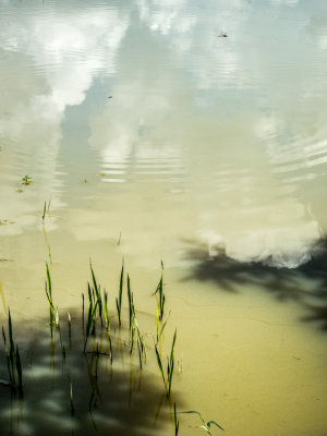 -Pond with Dragon Fly- Cuba - May, 2012