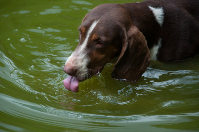 -Happy Dog- Cuba - May, 2012