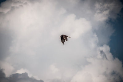 -Flight- Cuba - May, 2012