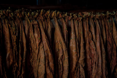 -Tobacco- Cuba - May, 2012