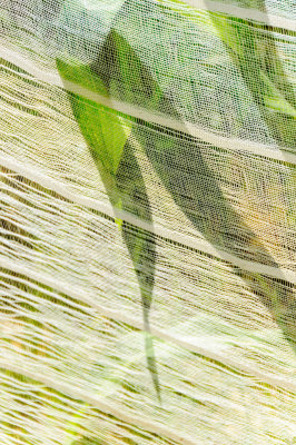 -Field Abstract- Cuba - May, 2012