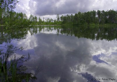 The Pond at Green Swamp