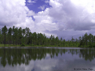 The Pond at Green Swamp