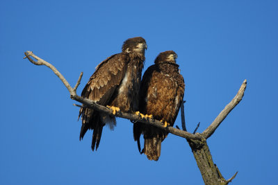 Bald eagles (juvenile)