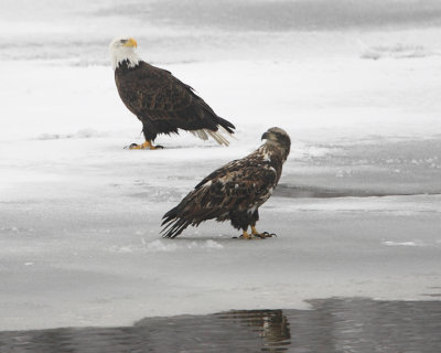 Bald eagles