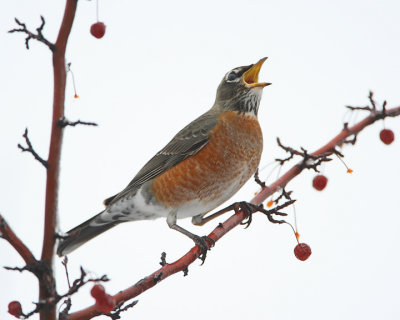 American robin