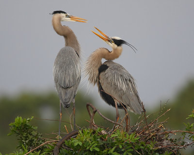 Great blue herons