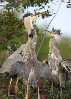 Great blue heron parent and chicks