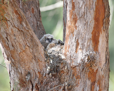 Great horned owl nest