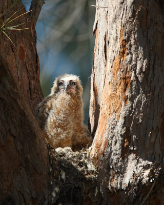 Great horned owl nest