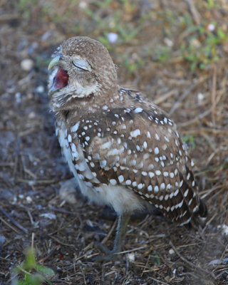 Burrowing owl chick