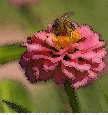 Bee on a zinnia