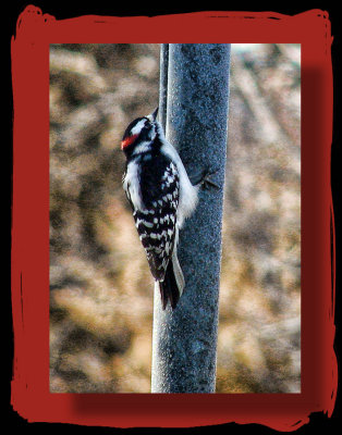 The Frustrated Woodpecker 1/15