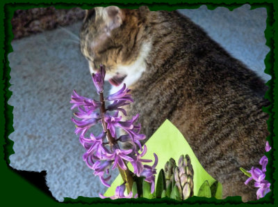 You don't have to sniff these flowers...