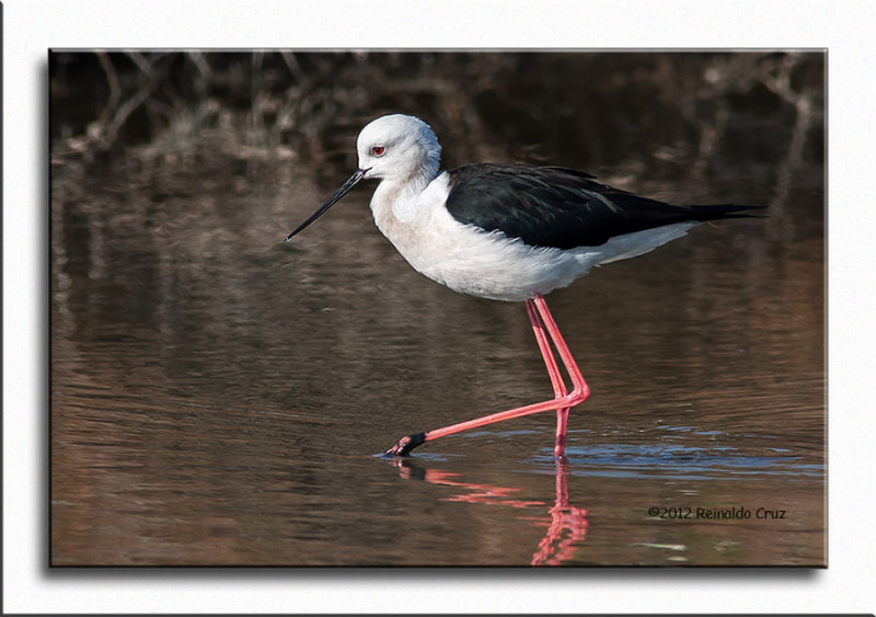 Pernilongo--- Black-winged-stilt --- (Himantopus himantopus) 