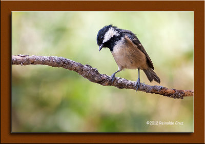 Chapim-carvoeiro --- Coal Tit --- (Parus ater)